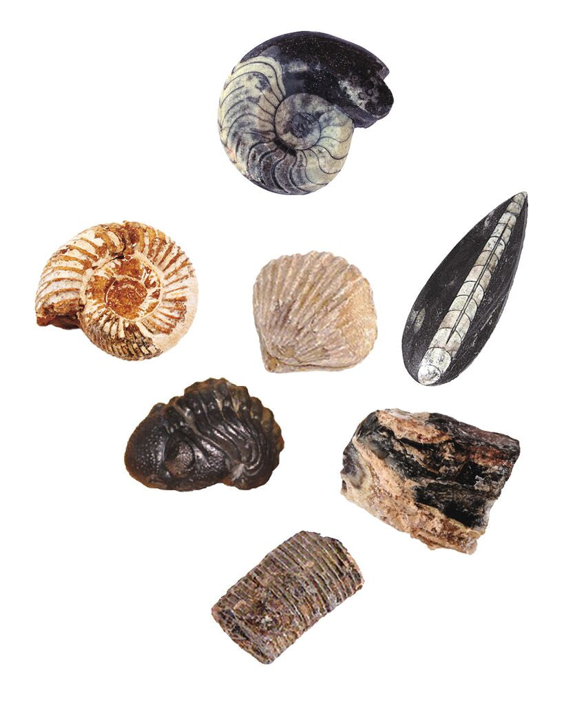 moses - Fossilien-Ausgrabungs-Set