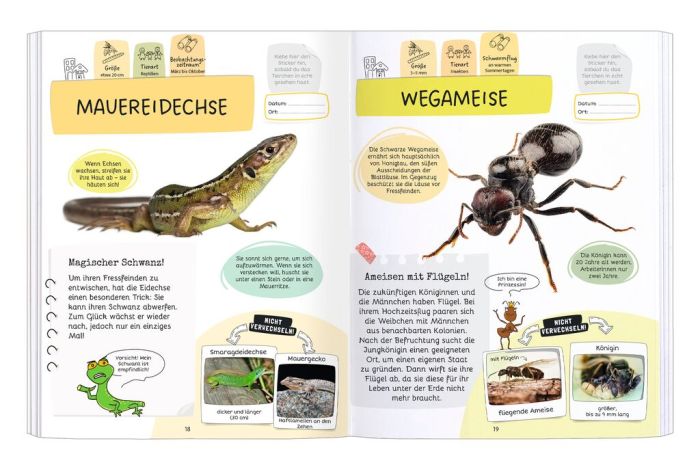moses - Rätseln, Stickern, Bestimmen: Insekten & Co.