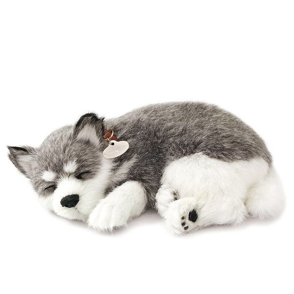 Perfect Petzzz, schlafender Husky, grau-weiß, Kuscheltier, atmend, realistisch, weich, Plüschtier, Hund-Imitation, lebensecht, Dekoration, Kinder, Senioren, beruhigend, Spielzeug, kompakt.