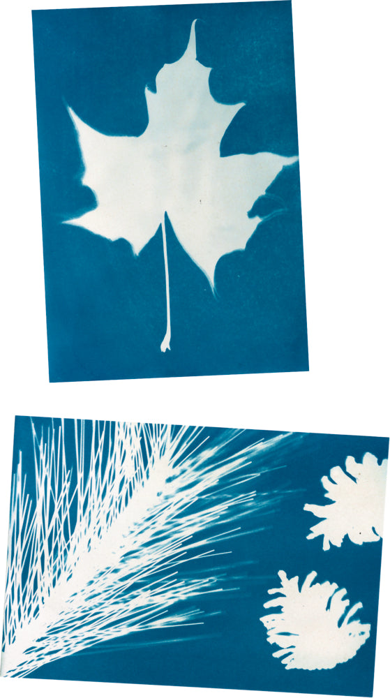 Spiegelburg - Nature Zoom: Sonnendruck-Papier