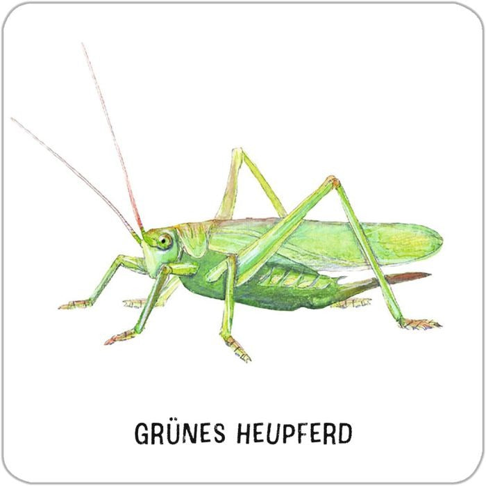moses - Expedition Natur: Das große Insekten Memo