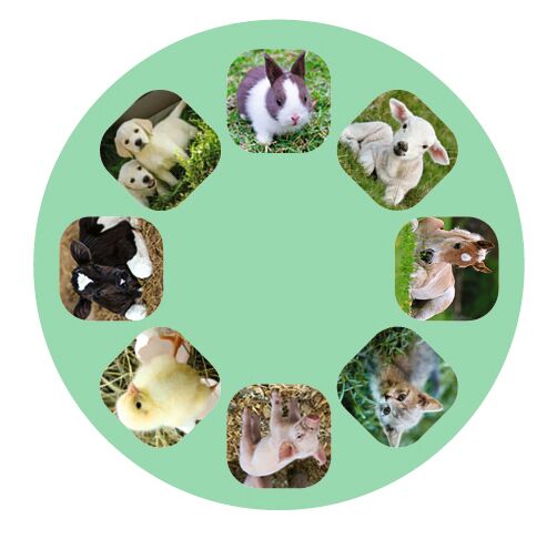moses - Diashow Tierbabys