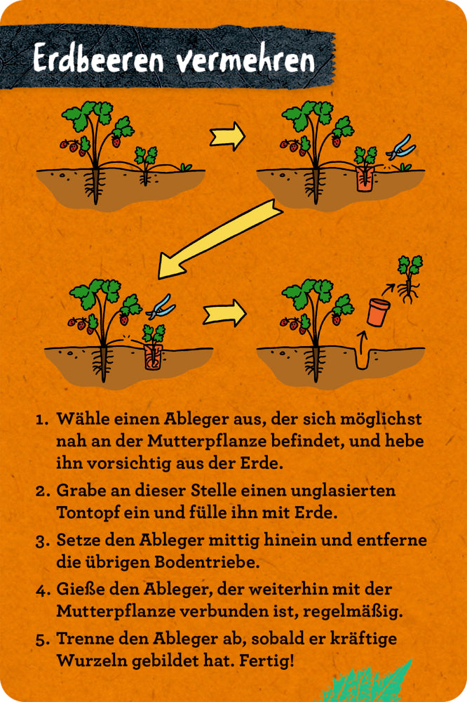 Spiegelburg - Nature Zoom: 50 Garten-Projekte