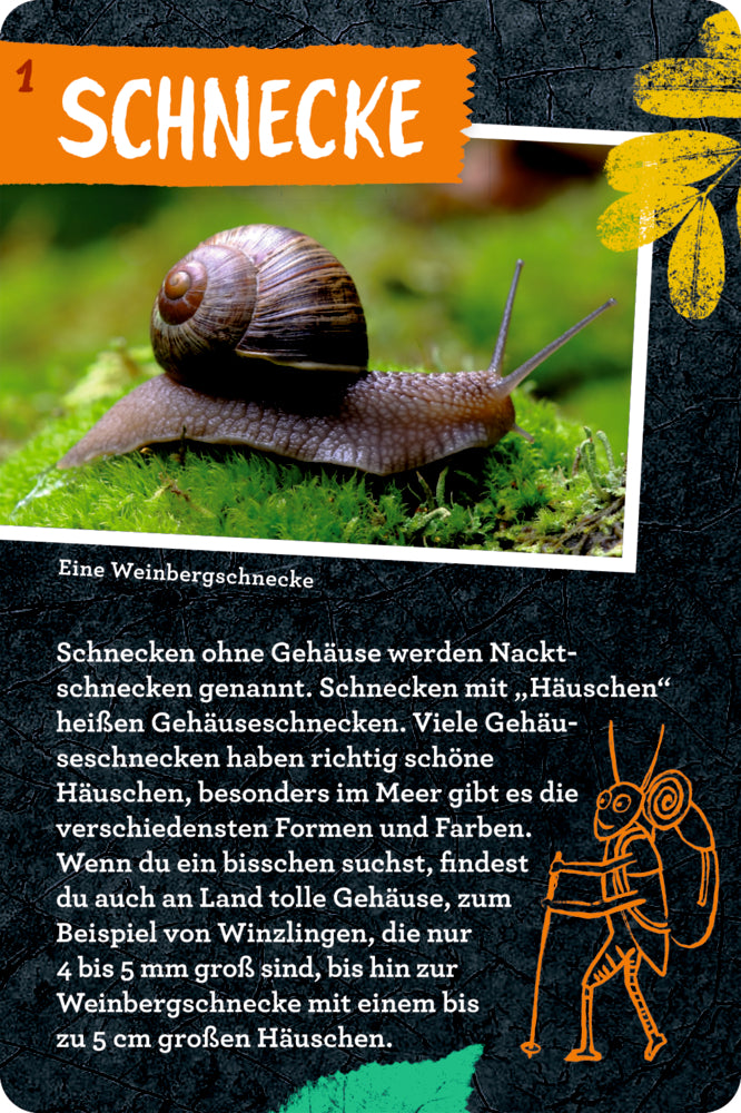 Spiegelburg - Nature Zoom: 50 Insekten, Spinnen & Co.