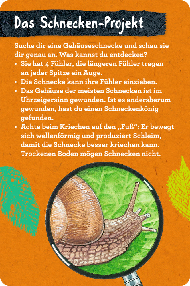 Spiegelburg - Nature Zoom: 50 Insekten, Spinnen & Co.