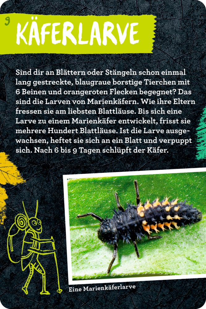 Spiegelburg - Nature Zoom: 50 Insekten, Spinnen & Co.