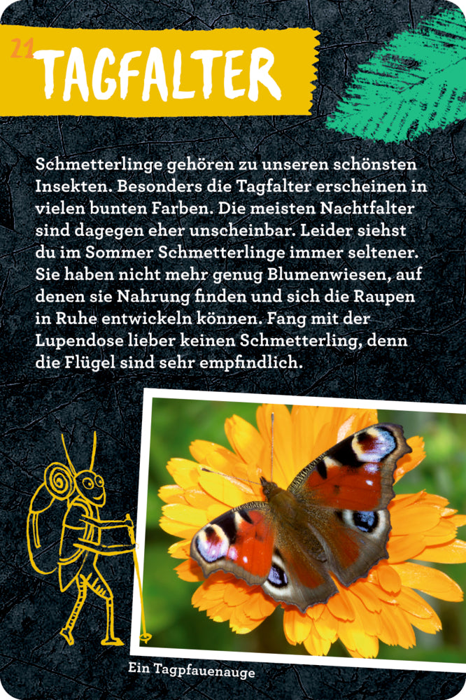 Spiegelburg - Nature Zoom: 50 Insekten, Spinnen & Co.