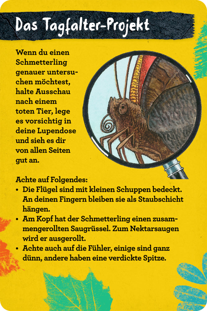 Spiegelburg - Nature Zoom: 50 Insekten, Spinnen & Co.