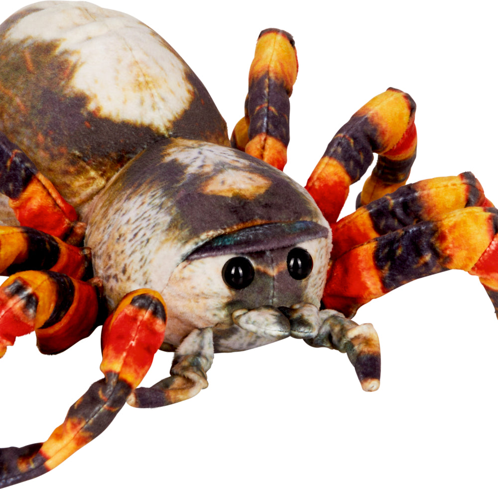 Spiegelburg - Nature Zoom: Spinne