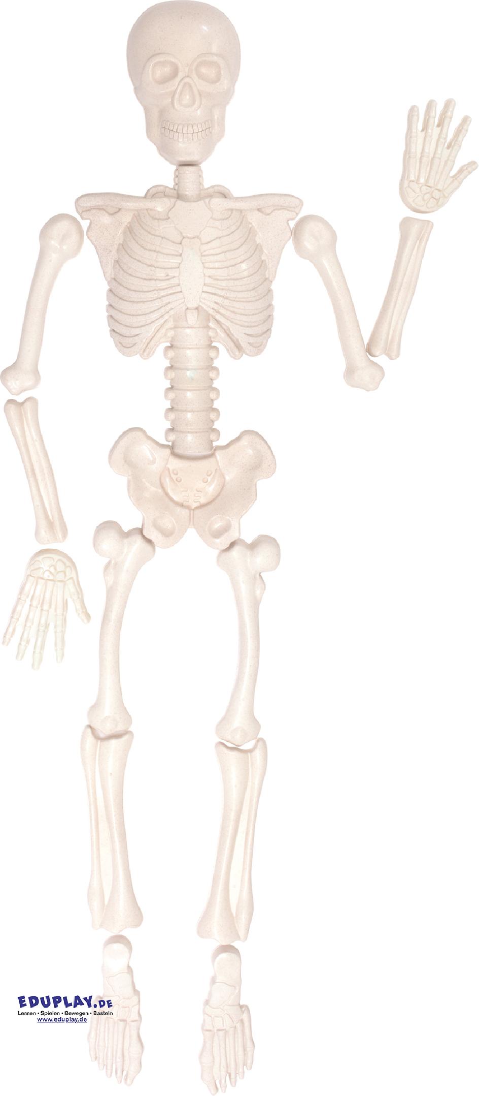 Eduplay - Sandformen menschliches Skelett Eduplay - Sandformen menschliches Skelett