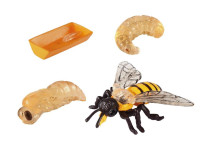 Eduplay - Lebenszyklen Biene