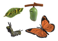 Eduplay - Lebenszyklen Schmetterling